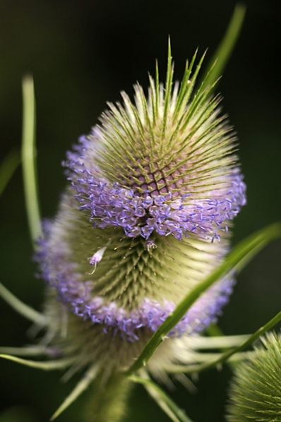Kardvädd, Dipsacus fullonum