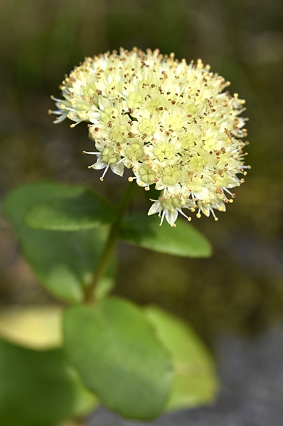 Kärleksört, Hylotelephium telephium