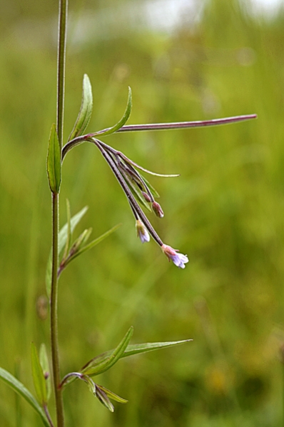 Kärrdunört, Epilobium palustre, dunört, dunörter