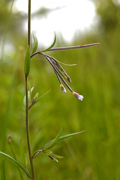 Kärrdunört, Epilobium palustre, dunört, dunörter