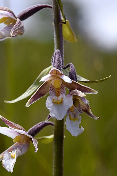 Kärrknipprot, Epipactis palustris
