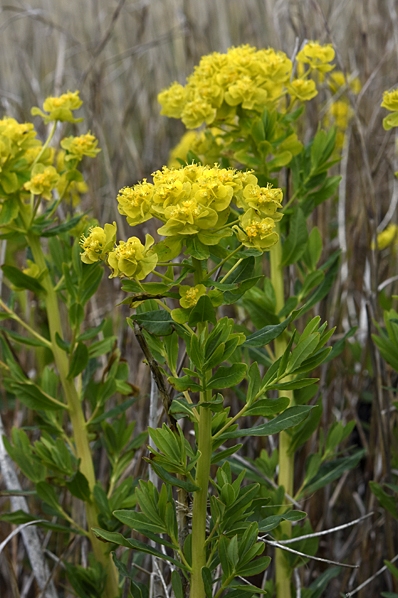 Kärrtörel, Euphorbia palustris