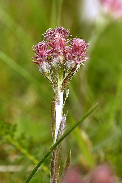 Kattfot, Antennaria dioica