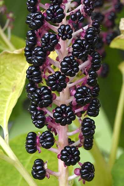 Kermesbär, Phytolacca acinosa