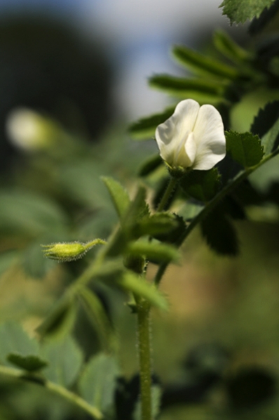 Kikärt, Cicer arietinum