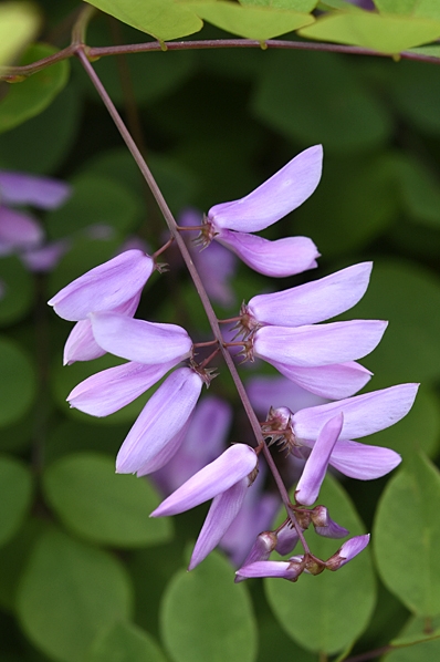 Kinaindigo, Indigofera kirilowii
