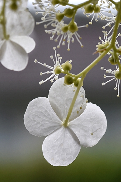 Klätterhortensia, Hydrangea anomala