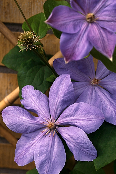 Klematis, 'Lauzerstern', clematis