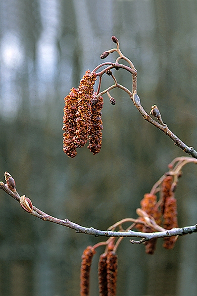 Klibbal, Alnus glutinosa