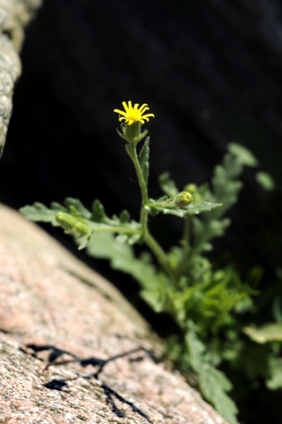 Klibbkorsört, Senecio viscosus, korsört