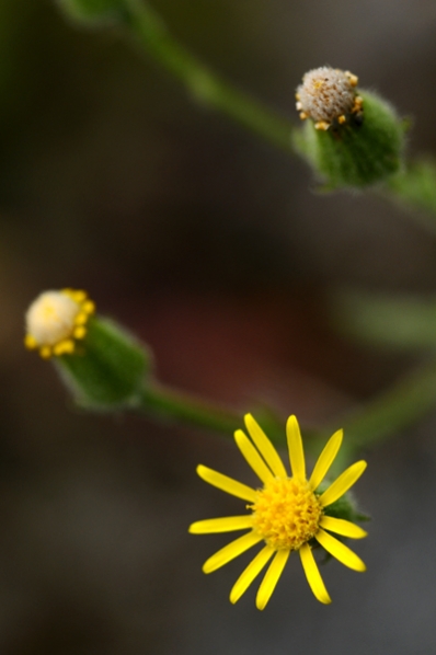 Klibbkorsört, Senecio viscosus