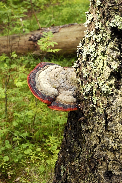 Klibbticka, Fomitopsis pinicola