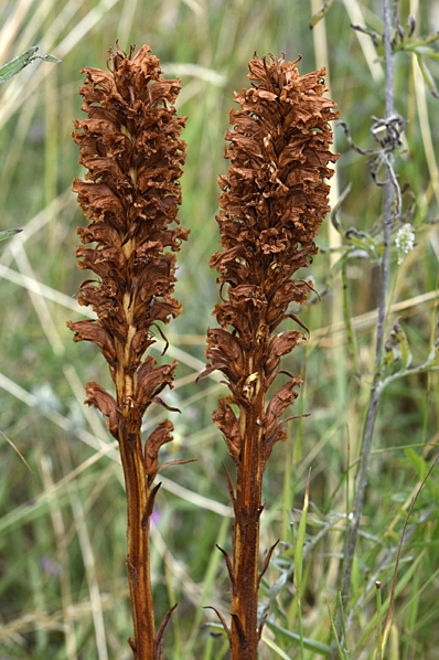 Klintsnyltrot, Orobanche elatior, Snyltrot, snyltrötter