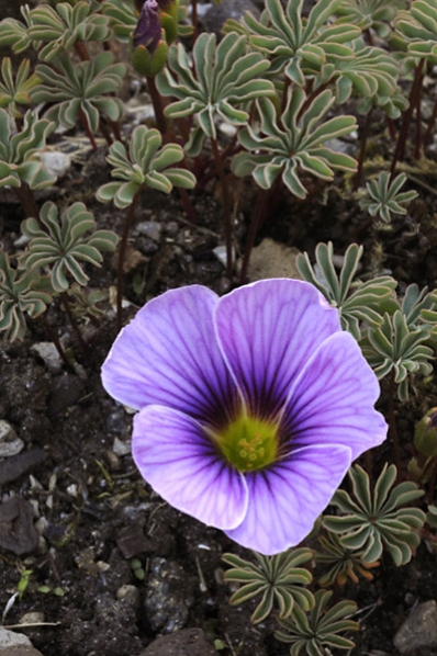 Klippoxalis ´Patagonia`, Oxalis enneaphylla