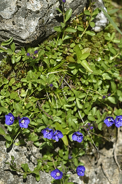 Klippveronika, Veronica fruticans