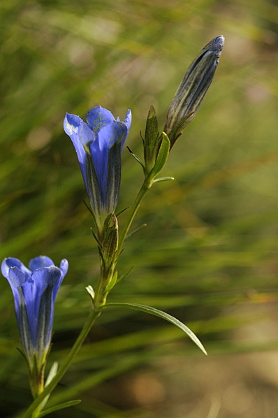 Klockgentiana, Gentiana pneumonanthe
