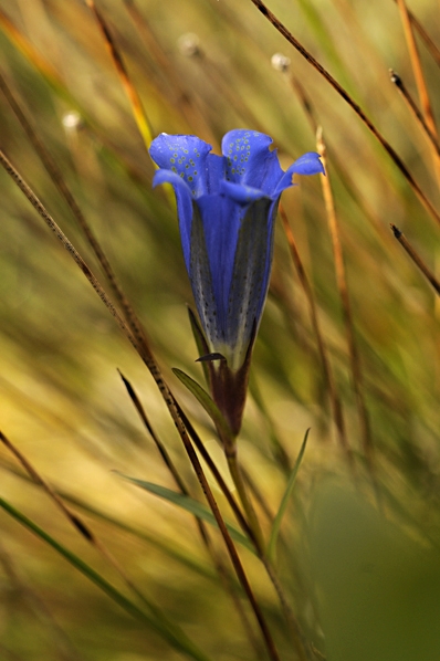 Klockgentiana, Gentiana pneumonanthe