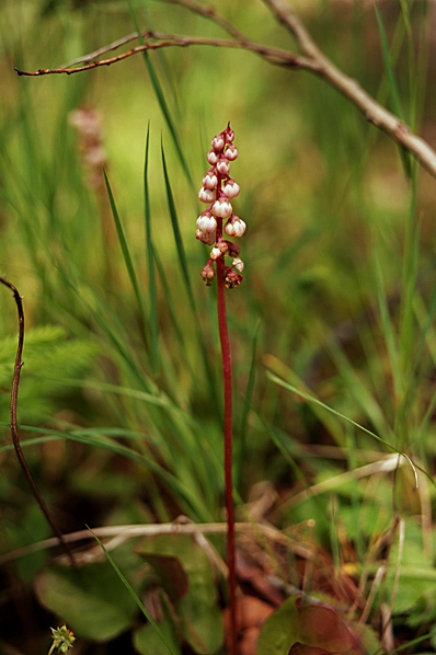 Klotpyrola, Pyrola minor