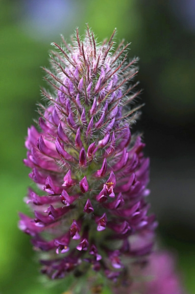 Purpurklöver, Trifolium rubens, purpureum