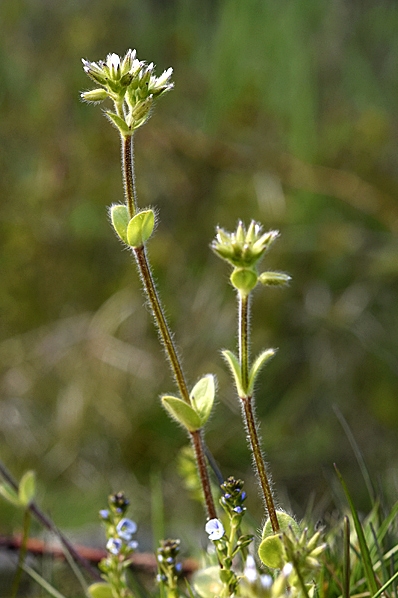 Knipparv, Cerastium glomeratum