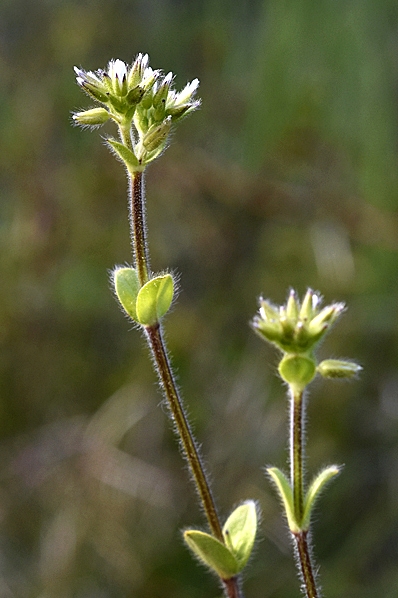 Knipparv, Cerastium glomeratum