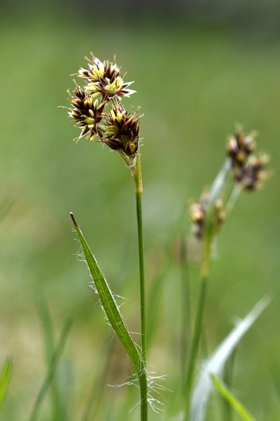 Knippfryle, Luzula campestris, fryle