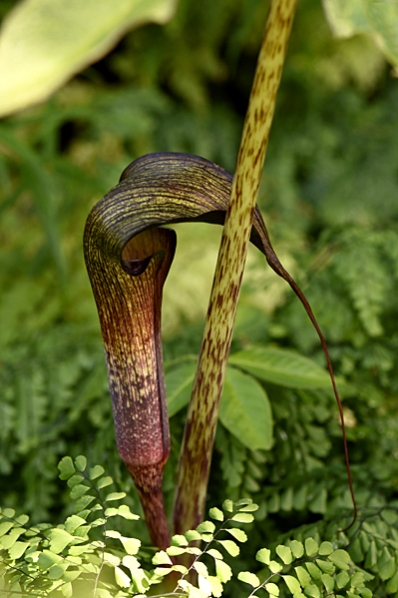 Kobrakalla, Arisaema, kalla