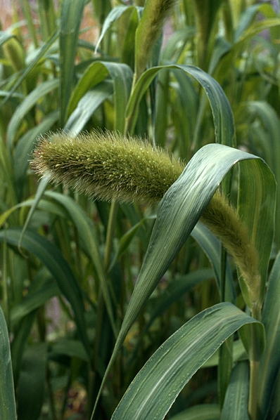 Kolvhirs, Setarica italica, Hirs