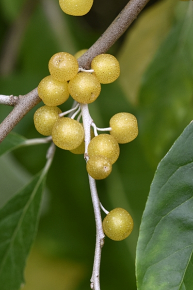 Koreansk silverbuske 'Amber', Elaeagnus umbellata, höstoliv