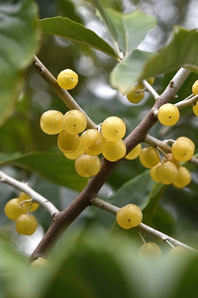 Koreansk silverbuske 'Amber', Elaeagnus umbellata, höstoliv