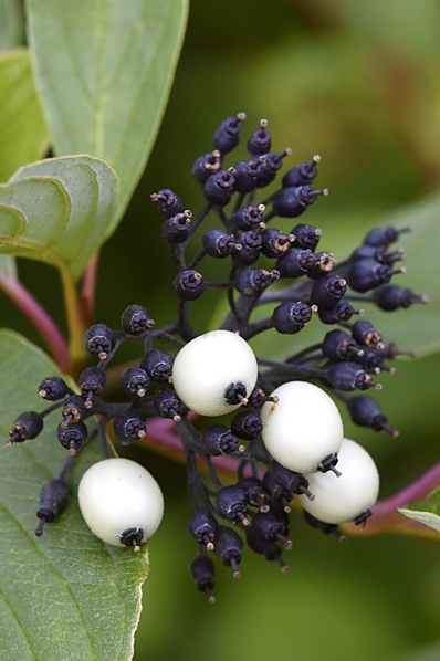 Rysk kornell, Cornus alba