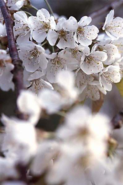 Körsbär, Prunus avium