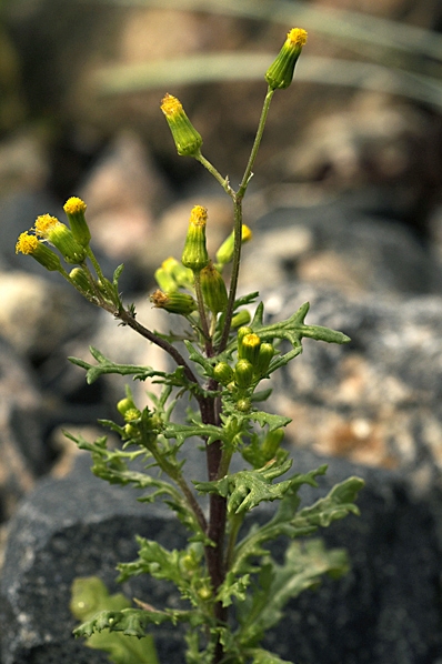 Korsört, Senecio vulgaris