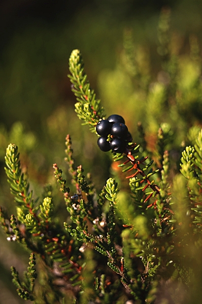 Kråkbär, Empetrum nigrum 