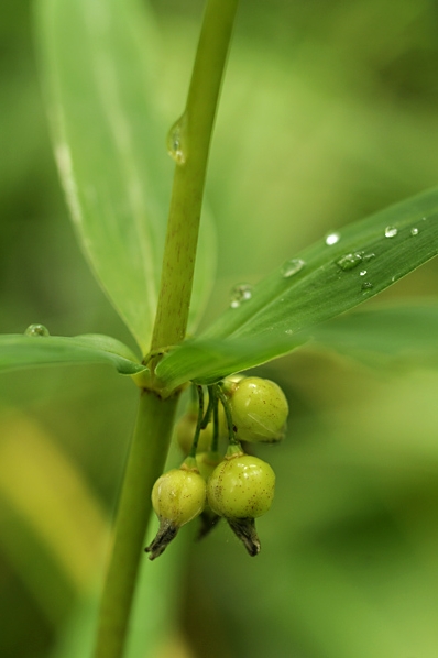 Kransrams, Polygonatum verticillatum