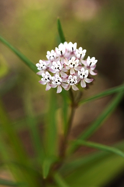 Kranssidenört, Asclepias verticillata