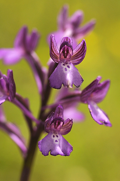 Kretanycklar, Anacamptis boryi, Orchis boryi