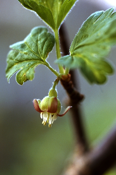 Krusbär, Ribes uva-crispa