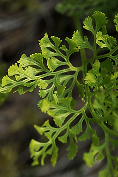 Krusbräken, Cryptogramma crispa