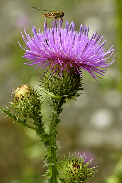Krustistel, Carduus crispus