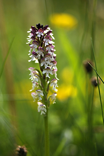 Krutbrännare, Neotinea ustulata