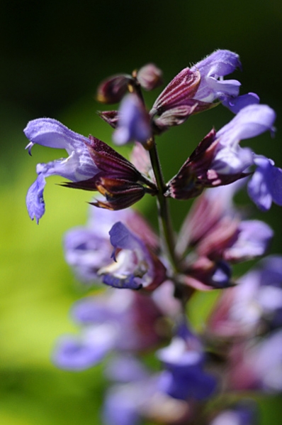 Kryddsalvia, Salvia officinalis
