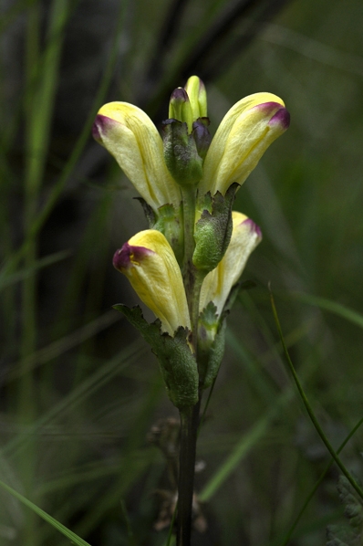Kung Karls spira, Pedicularis sceptrum-carolinum
