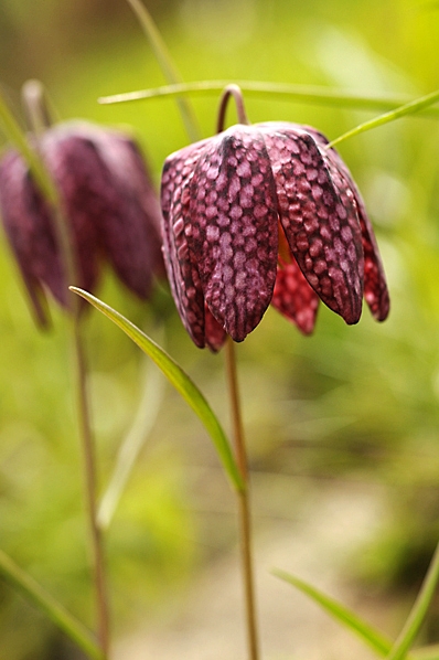 Kungsängslilja, Fritillaria meleagris, lilja, liljeväxter