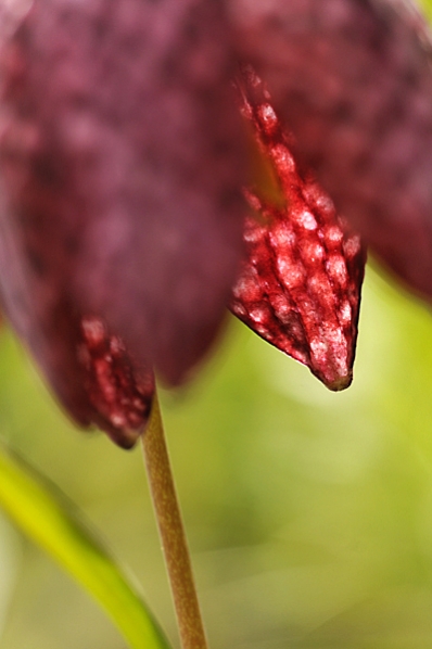Kungsängslilja, Fritillaria meleagris, lilja, liljeväxter