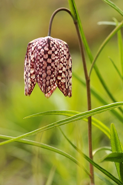 Kungsängslilja, Fritillaria meleagris, lilja, liljeväxter