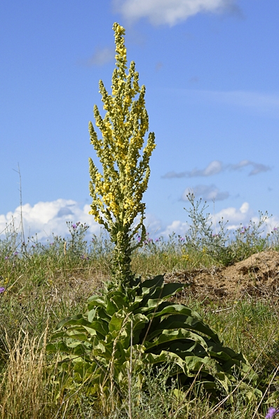 Kungsljus, Verbascum thapsus