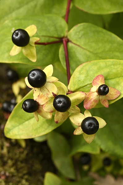 Läkehyperikum, Hypericum androsaemum