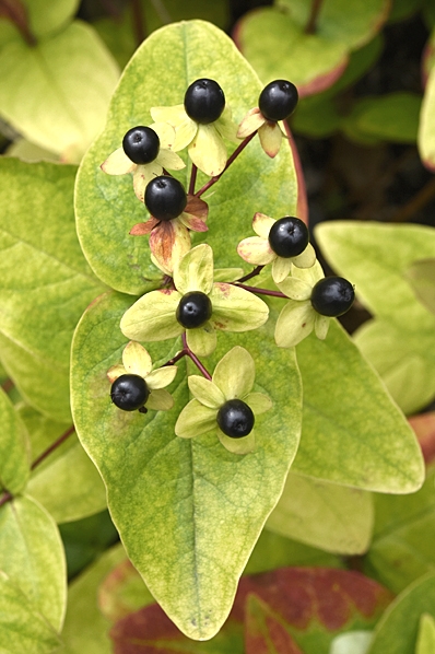 Läkehyperikum, Hypericum androsaemum