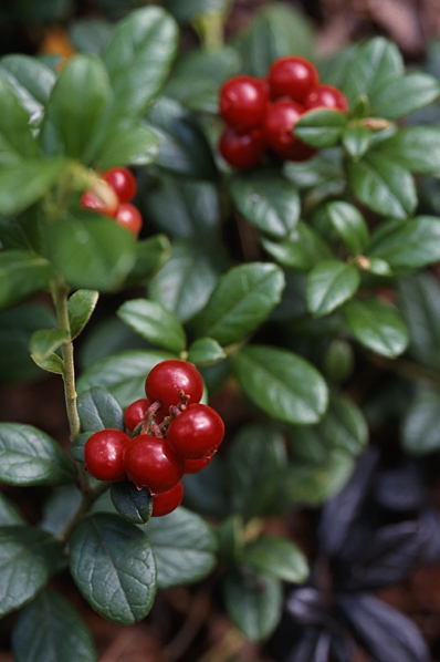 Lingon, Vaccinium vitis-idaea